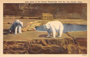 Polar Bears, Breckinridge Park Zoo San Antonio, Texas, USA Bear Unused 