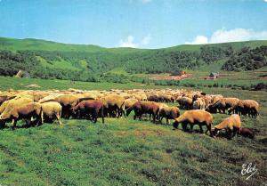 BF38502 paturages d auvergne  france  sheep mouton animal animaux