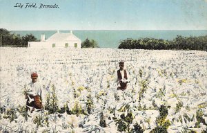 Lily Field Bermuda Writing on back 