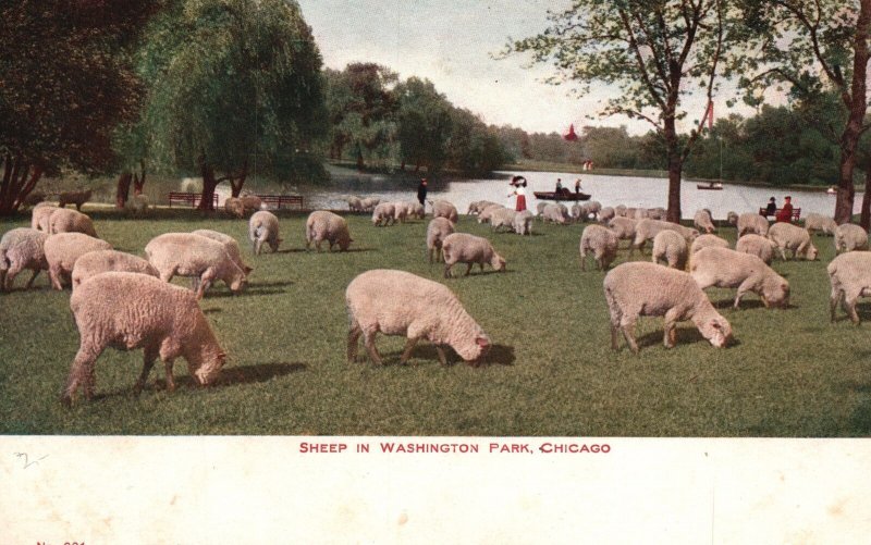 Vintage Postcard Sheep in Washington Park Animals Pasture Chicago Illinois ILL