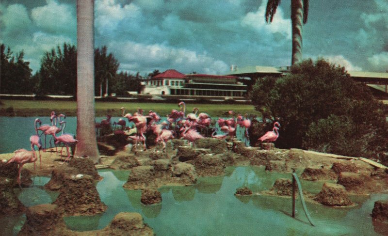 Vintage Postcard Greetings From Miami Florida Flamingos At Hialeah Racetrack FL