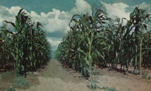 Vintage Postcard In Iowa Corn Is King Farming Golden Corn Autumn Produce Iowa IA