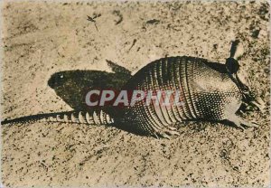 Modern Postcard Armadillo Armadillo Advertisement Transfusine