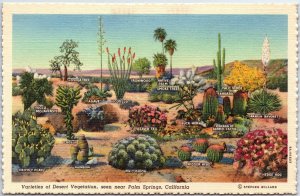 VINTAGE POSTCARD VARIETIES OF DESERT VEGETATION NEAR PALM SPRINGS CALIFORNIA