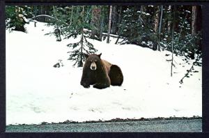 Black Bear in Winter