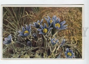 428017 Flower Pulsatilla vulgaris Vintage Sammelwerk Tobacco Card w/ ADVERTISING