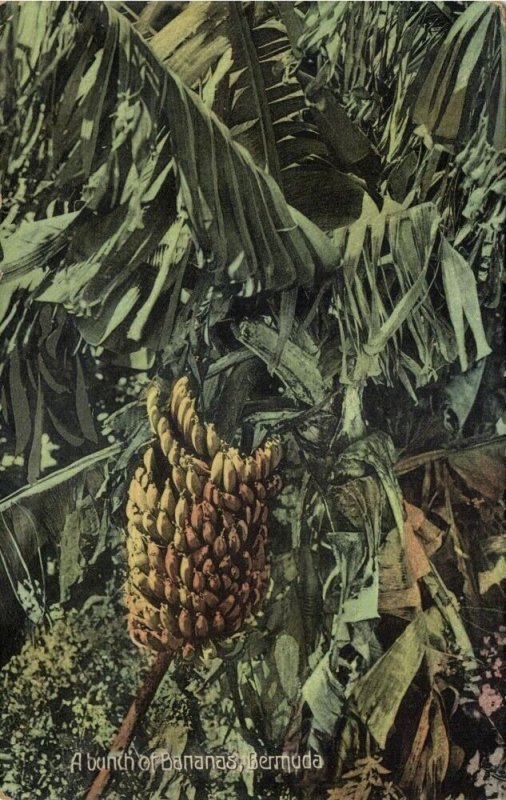 bermuda, A Bunch of Bananas, Fruits (1910s) Postcard