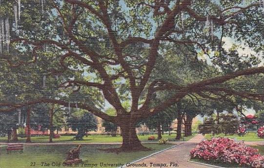 Florida Tampa The Old Oak In Tampa University Grounds