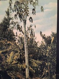 Postcard  Paw-Paw Tree  in Bermuda.     W3