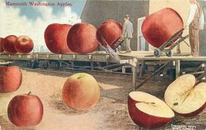 Farm Agriculture apple exaggeration 1909 Portland Washington Postcard 21-11523