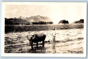 Hawaii HI Postcard RPPC Photo Water Buffalo Farming Scene Field c1930's Vintage