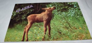 Alaskan Baby Moose Enjoying a Snack Postcard Arctic Circle Enterprises Inc.