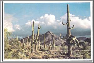 Arizona Giant Saguaro Cacti - [AZ-058X]