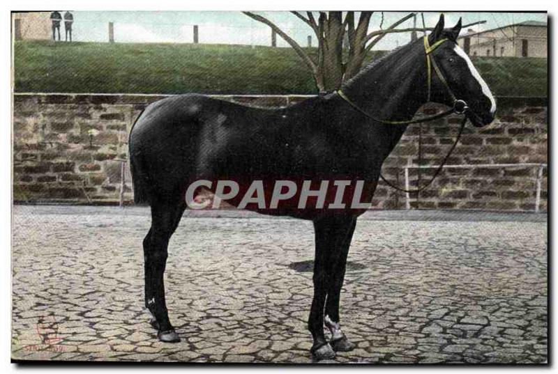 Vintage Postcard Horse Equestrian sports HorsemanshipÂ 