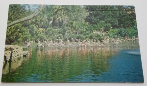 Flamingos Busch Gardens Tampa Florida Vintage Postcard