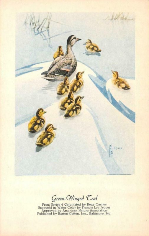 Betty Carnes Series GREEEN WINGED TEAL Duck & Ducklings  FRANCES JAQUES Postcard