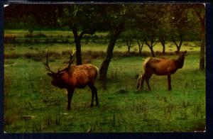 Westen Elk BIN