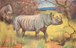 C-1910 Tuck Rhinoceros artist impression Oilette #3051 Postcard 22-5908