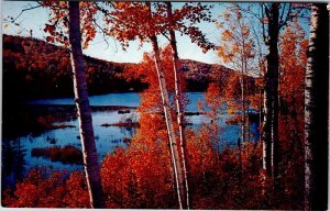 Postcard NATURE SCENE Honey Harbour Ontario ON AK2243