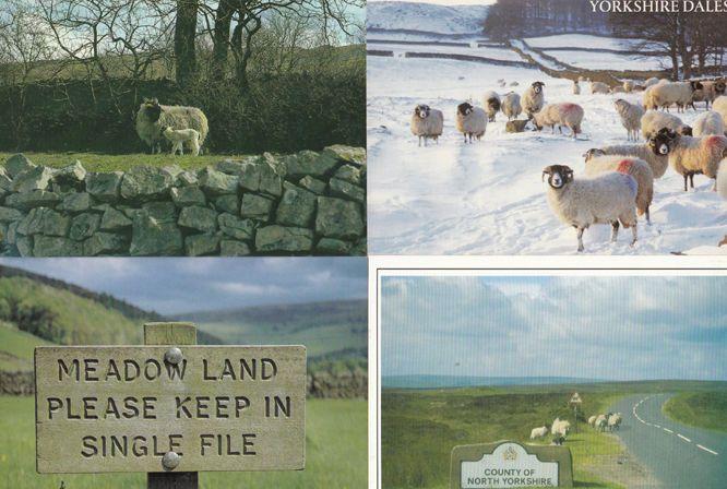 Yorkshire Dales Sheep Signpost Single Line Winter Grazing 4 SUPERB Postcard s