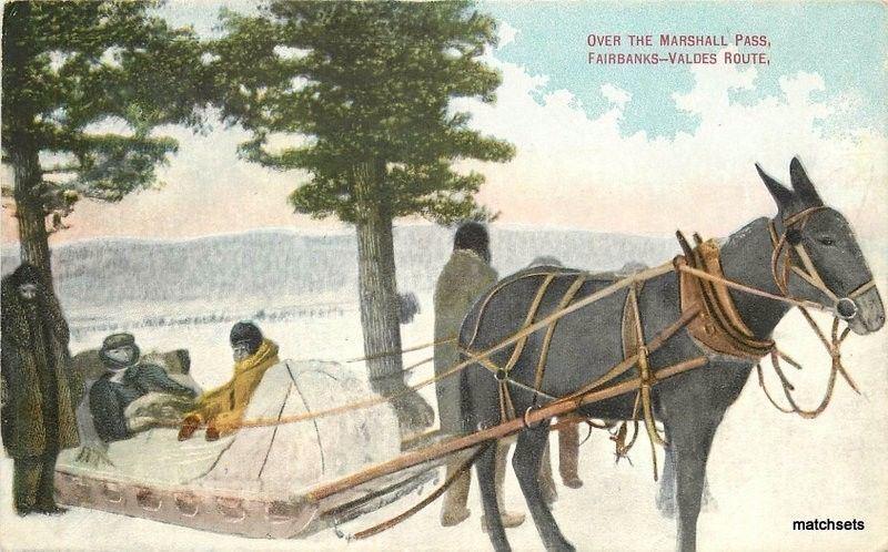 Alaska Mule Sled horse Lowman Hanford C-1910 postcard 2655