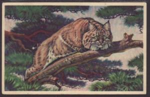 Bobcat Postcard 