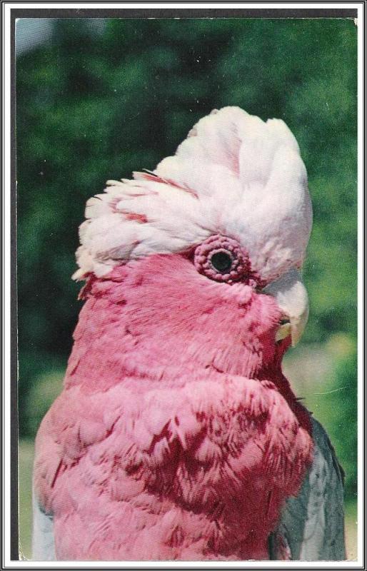 Australia - The Galah Bird - [FG-094]