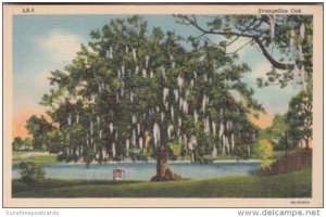 Trees The Evangeline Oak Curteich