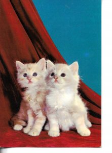 Two white kittens and a red curtain Modern Spanish photo postcard 1970s