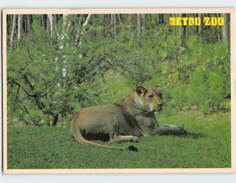 Postcard Panthera Leo, Metro Zoo, Miami, Florida