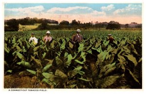 Connecticut Tobacco Field