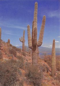  Saguaro Cactus At Roosevelt Lake,  Near Phoenix  