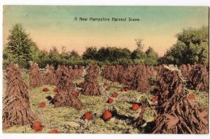 A New Hampshire Harvest