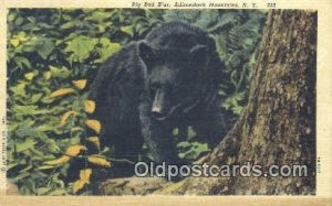 Adirondack Mountains, NY USA Bear Unused tape mark on back, yellowing bottom ...