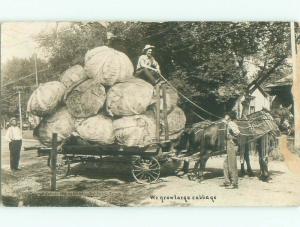 Pre-1920 rppc EXAGGERATION BIG CABBAGE Postmarked Strathmore By Calgary AB i7756