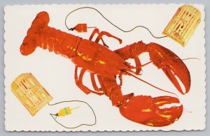 Maine~Exaggerated Lobster & Traps~Vintage Postcard