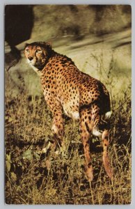 Animal~Cheetah~Champion Sprinter & Solitary Hunter~Vanishing Animal~Vintage PC 