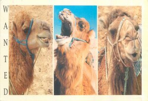 Postcard Animals wanted multi view camel smile brown happy desert