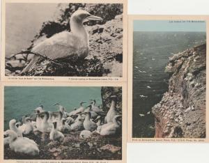 (3 cards) Nesting Gannet Birds Bonaventure Island Gaspe Region QC Quebec Canada