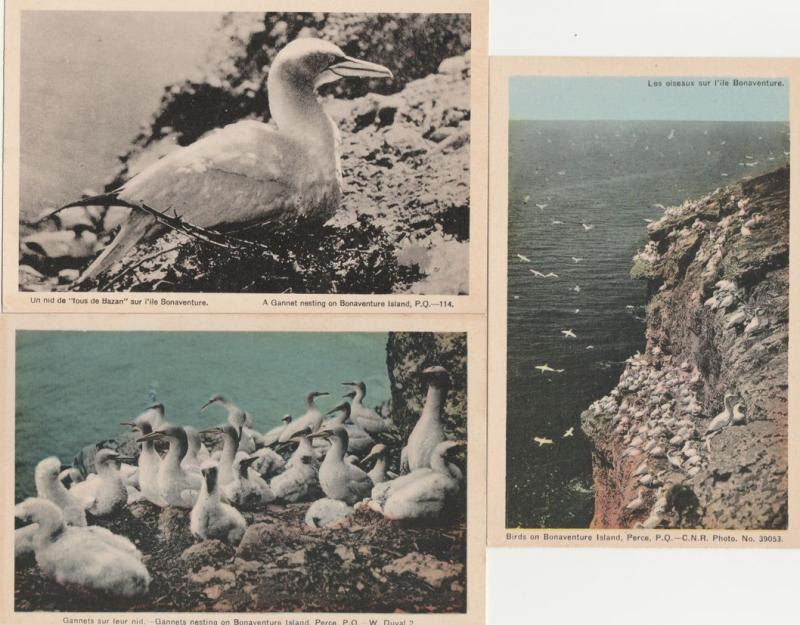 (3 cards) Nesting Gannet Birds Bonaventure Island Gaspe Region QC Quebec Canada