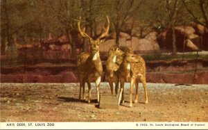 Missouri St Louis Zoo Axis Deer
