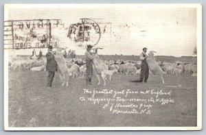 Manchester  New Hampshire  Goat Farm  Postcard  1943