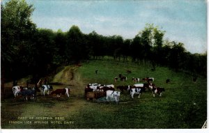 US    PC3200  HOLSTEIN HERD, FRENCH LICK SPRINGS HOTEL, IND