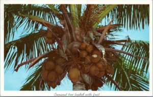 postcard - Cocoanut tree loaded with fruit