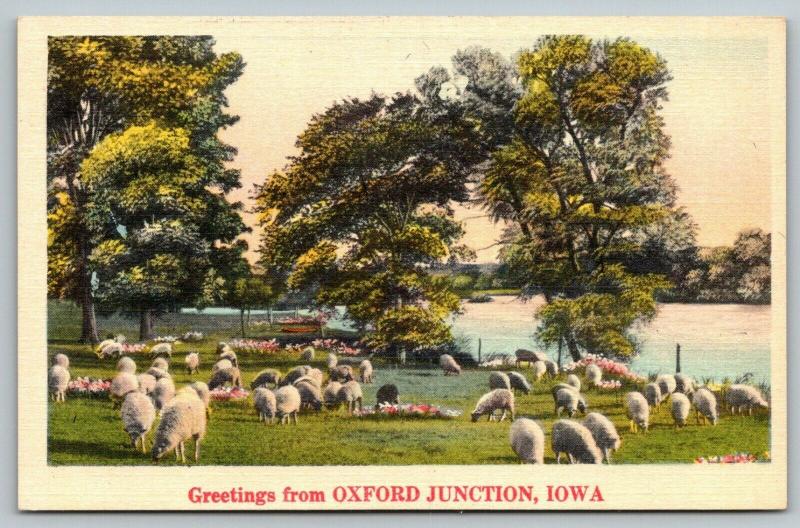 Oxford Junction Iowa~Sheep Graze in Meadow Alongside River~1940s Linen Postcard 