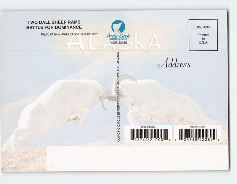 Postcard Two Dall Sheep Rams Battle For Dominance, Alaska