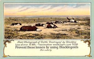 Field photograph of cattle destroyed by Blackleg Advertising Unused 