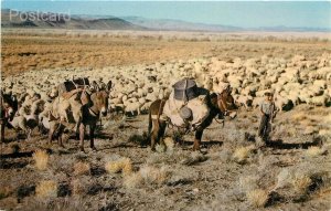 NV, Nevada, Sheepherding, H.S. Crocker No. BBC-26