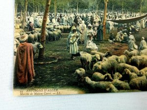 Vintage Postcard Envirgons D'Alger Marche de Maison Carre Sheep Herd
