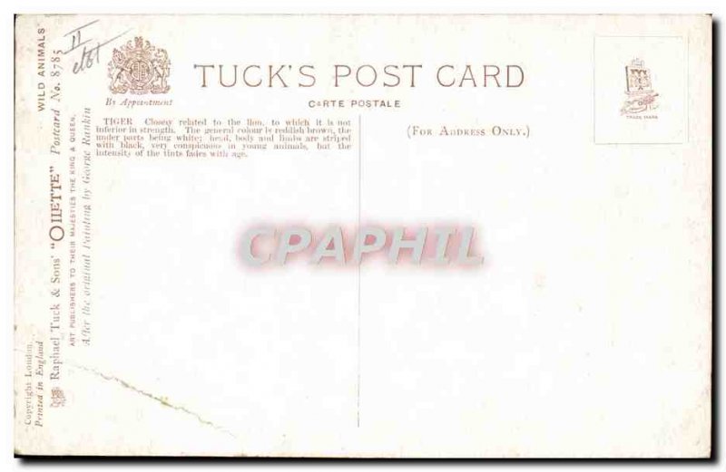 Old Postcard Tiger